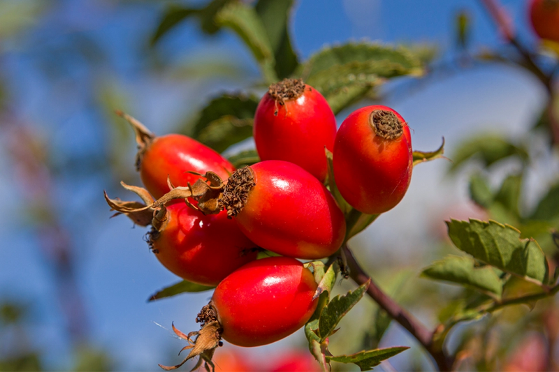 Rosehip